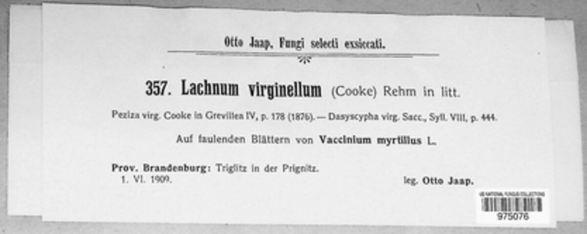 Lachnella virginella image